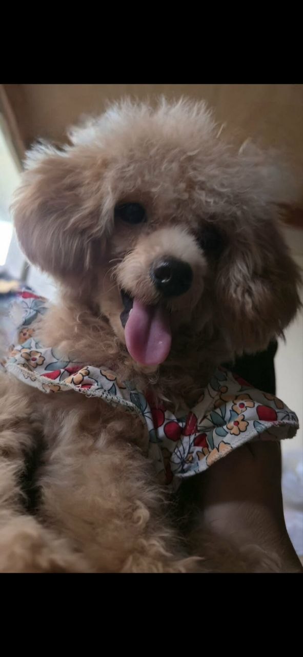 Killer, our family poodle