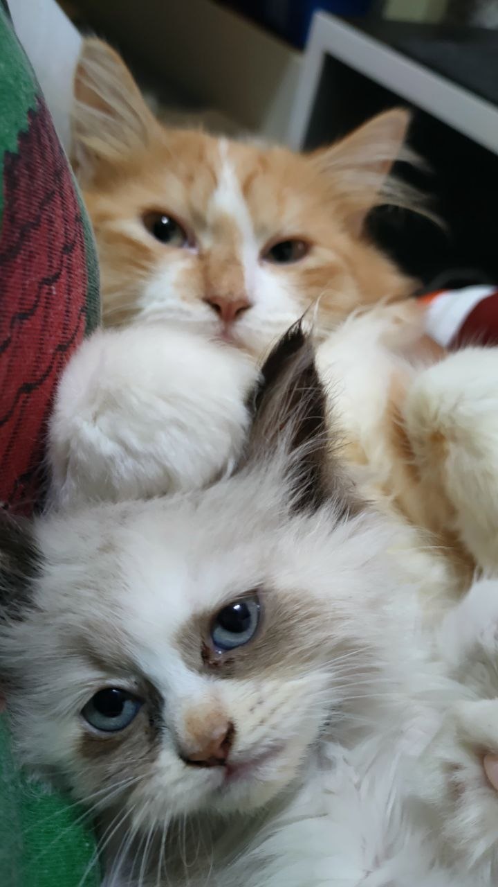 My cats Pepper and Tabby
